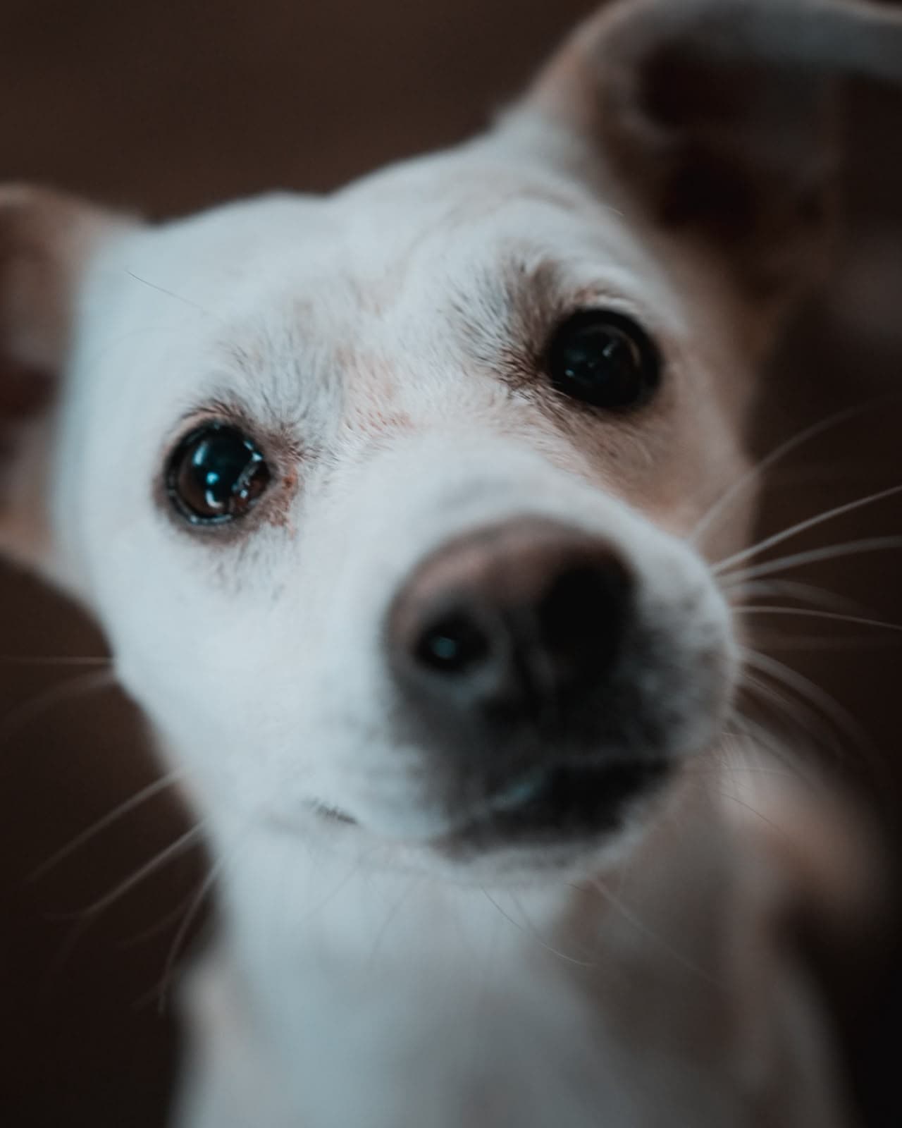 Blanco