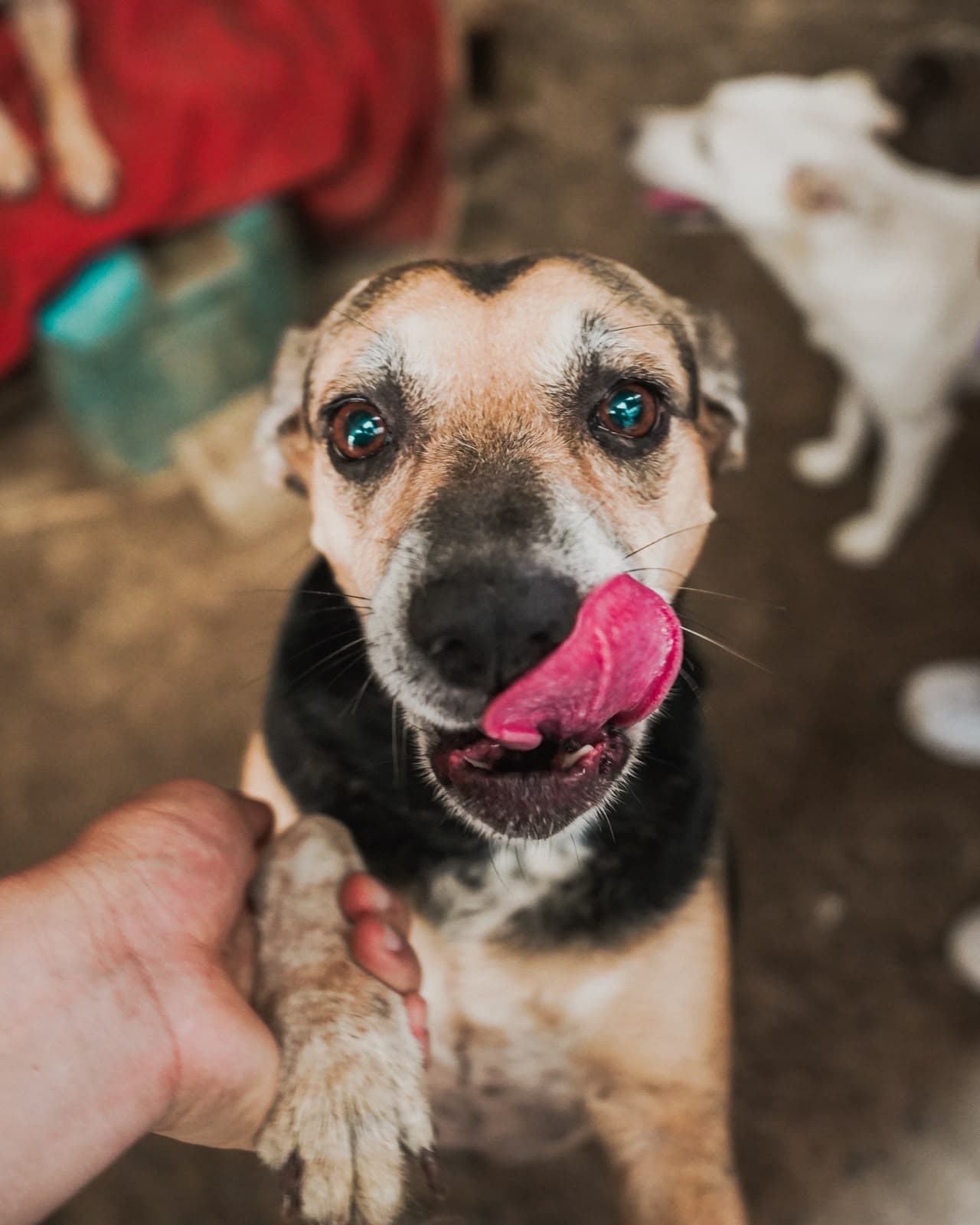 Rosita